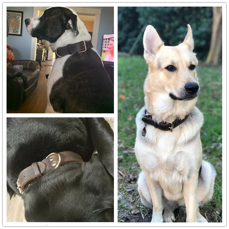 Leather Dog Collar