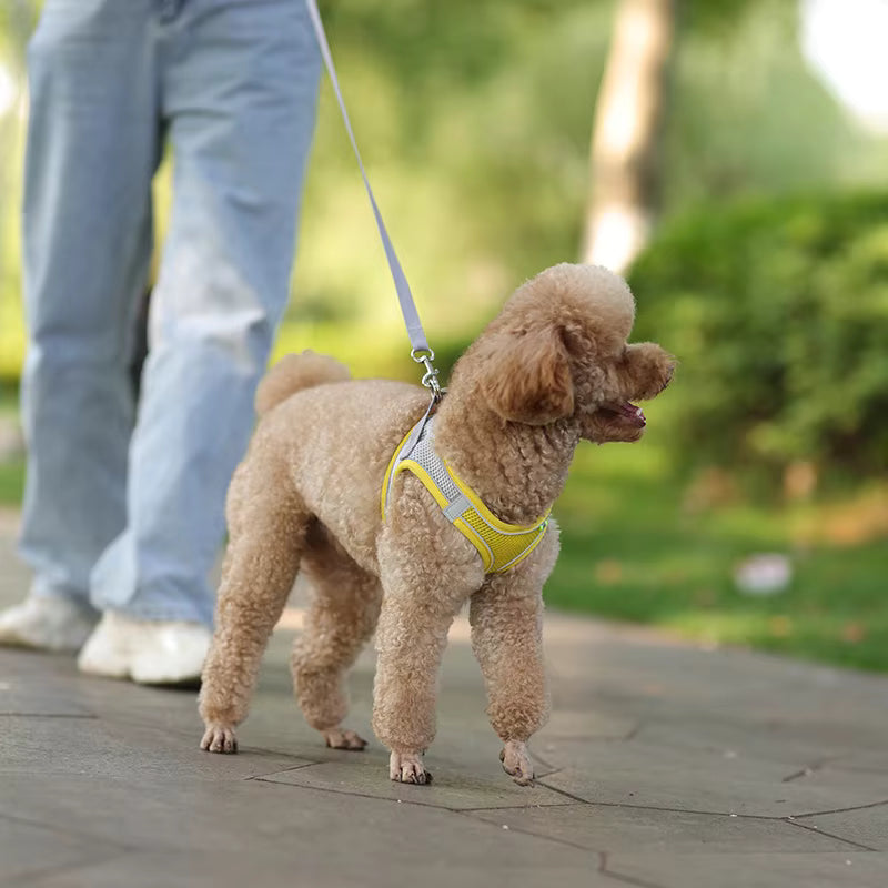 Small Dog Walking Harness