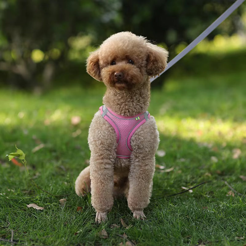 Small Dog Walking Harness