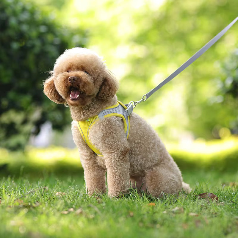 Small Dog Walking Harness