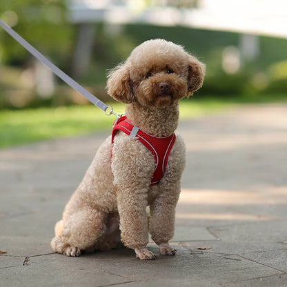 Small Dog Walking Harness
