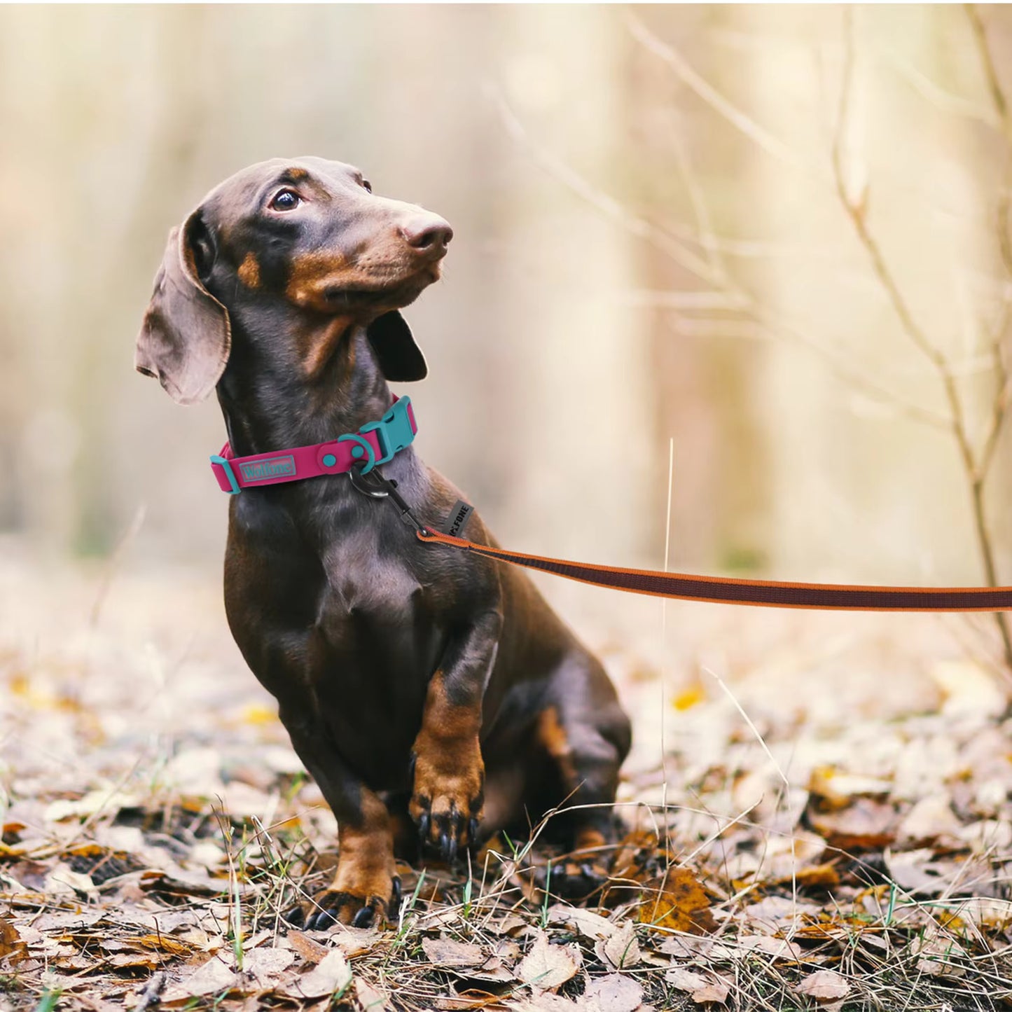 Durable Latex Silk Dog Leash (1.5M - 15M)