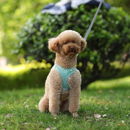 Small Dog Walking Harness