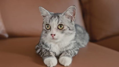 Luxury Automatic Smart Cat Litter Box 65