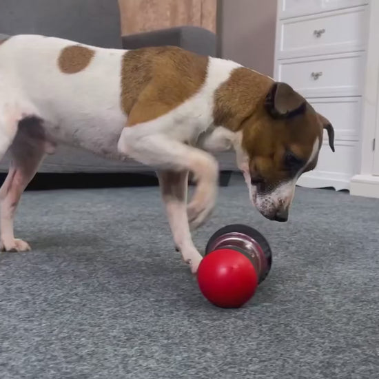 Training Treat Dispenser.